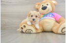 Adorable Multipoo Poodle Mix Puppy
