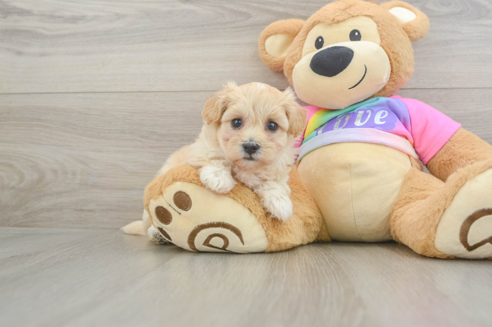 Adorable Multipoo Poodle Mix Puppy