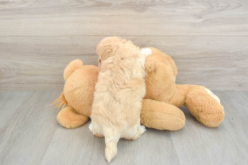 Maltipoo Pup Being Cute