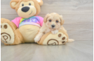 Cute Maltipoo Baby