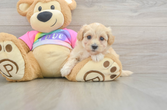 Cute Maltipoo Baby