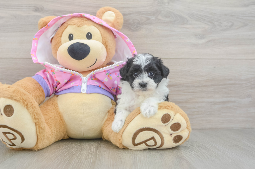 5 week old Maltipoo Puppy For Sale - Florida Fur Babies