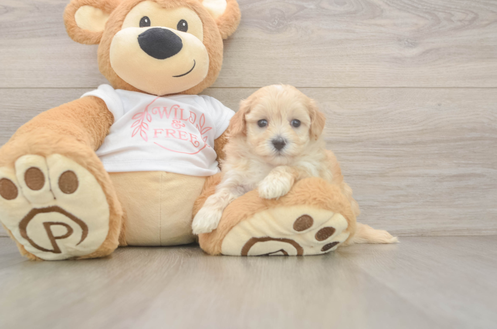 5 week old Maltipoo Puppy For Sale - Florida Fur Babies