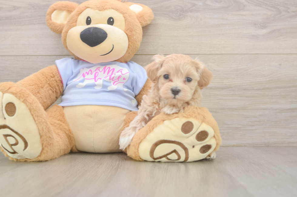 6 week old Maltipoo Puppy For Sale - Florida Fur Babies