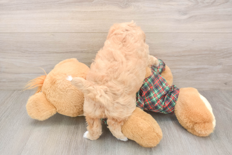 Energetic Maltidoodle Poodle Mix Puppy