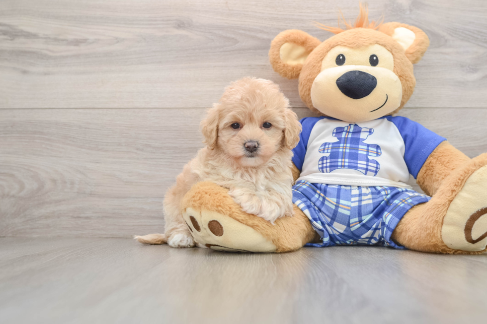 Popular Maltipoo Poodle Mix Pup