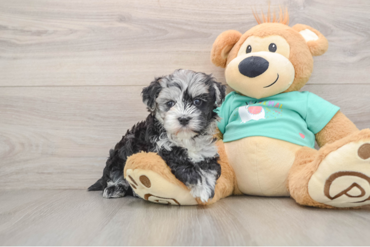 Maltipoo Pup Being Cute