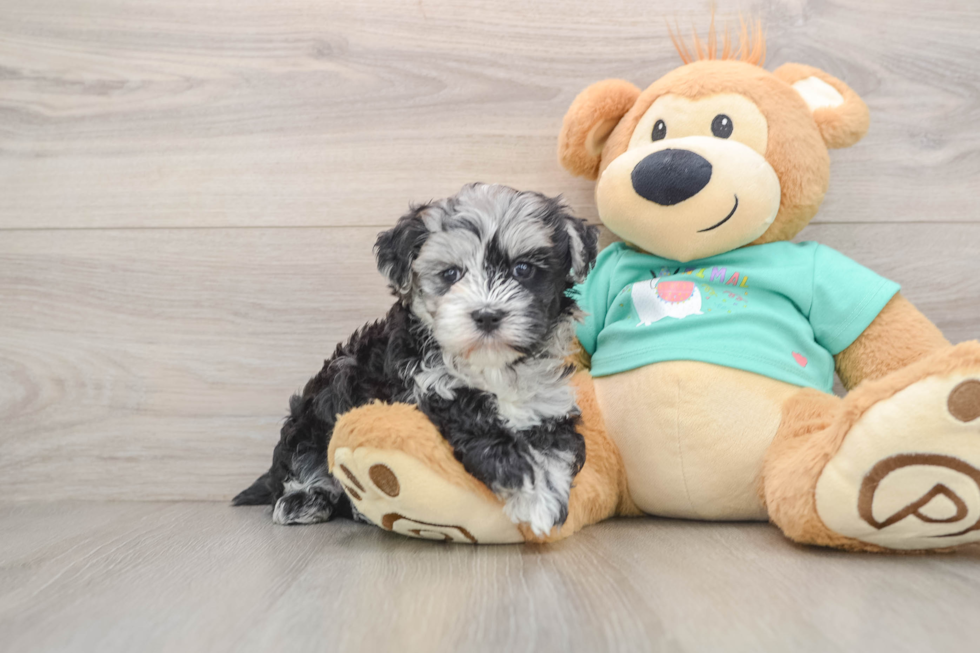 Maltipoo Pup Being Cute