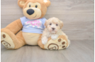 Maltipoo Pup Being Cute