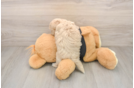 Energetic Maltepoo Poodle Mix Puppy