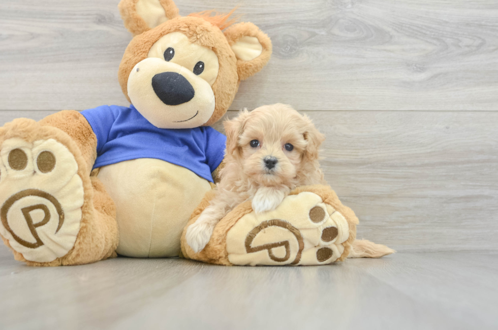 6 week old Maltipoo Puppy For Sale - Florida Fur Babies