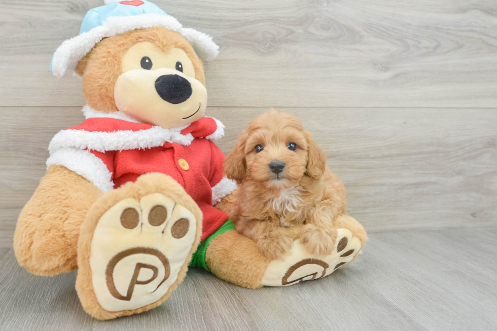 Popular Maltipoo Poodle Mix Pup