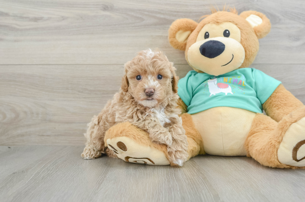 5 week old Maltipoo Puppy For Sale - Florida Fur Babies