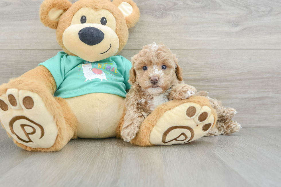 Fluffy Maltipoo Poodle Mix Pup