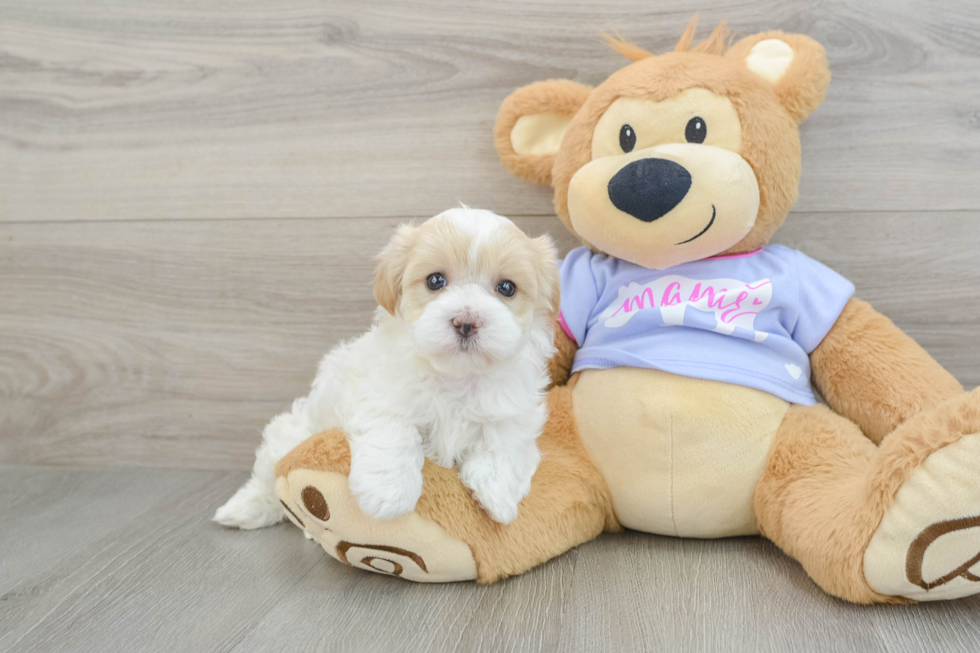 Maltipoo Pup Being Cute