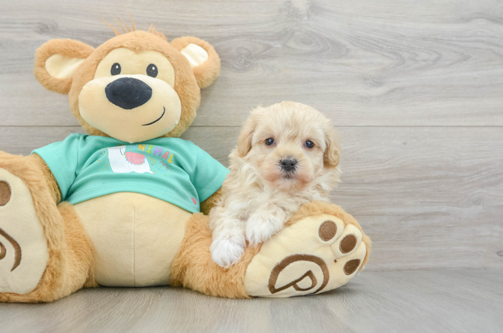 6 week old Maltipoo Puppy For Sale - Florida Fur Babies