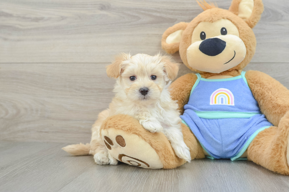 6 week old Maltipoo Puppy For Sale - Florida Fur Babies