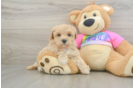 Maltipoo Puppy for Adoption