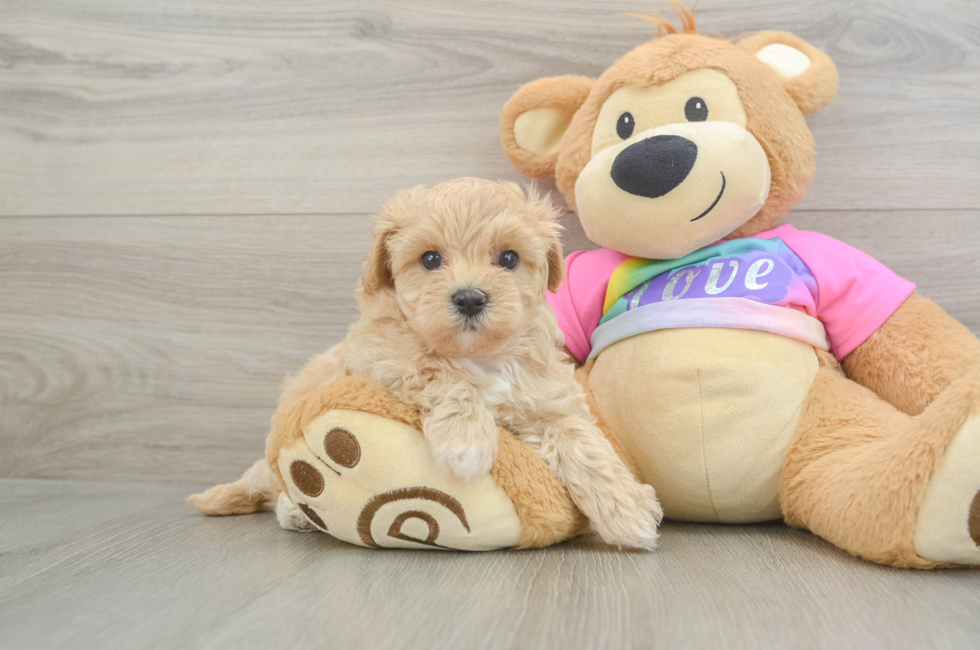6 week old Maltipoo Puppy For Sale - Florida Fur Babies