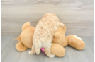 Friendly Maltipoo Baby
