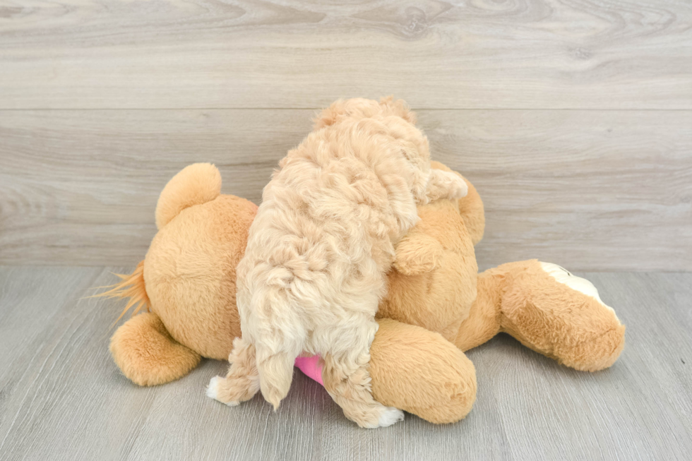 Friendly Maltipoo Baby