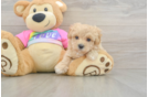 Maltipoo Puppy for Adoption