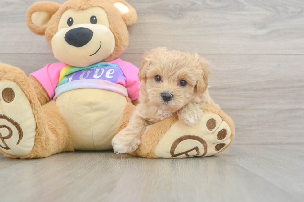 Maltipoo Puppy for Adoption