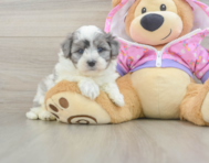8 week old Maltipoo Puppy For Sale - Florida Fur Babies