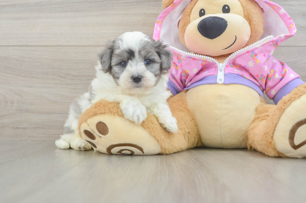 5 week old Maltipoo Puppy For Sale - Florida Fur Babies