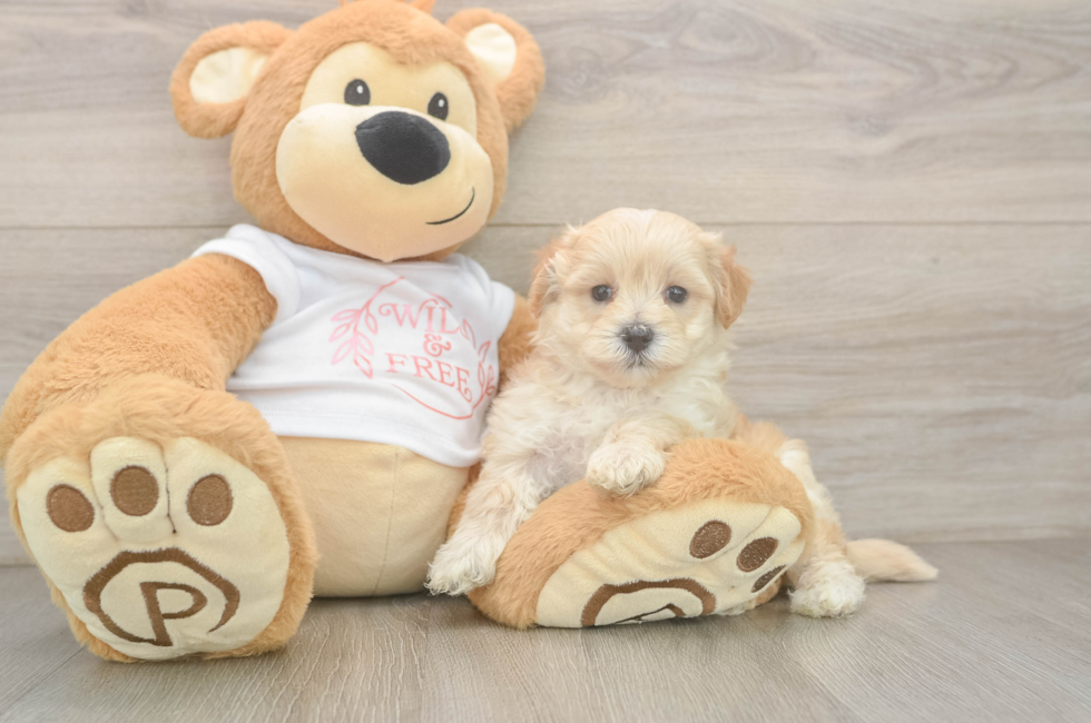 5 week old Maltipoo Puppy For Sale - Florida Fur Babies