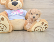 6 week old Maltipoo Puppy For Sale - Florida Fur Babies