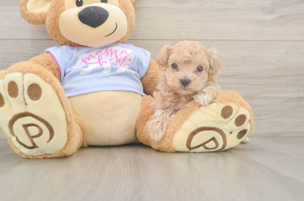 6 week old Maltipoo Puppy For Sale - Florida Fur Babies