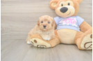 Energetic Moodle Poodle Mix Puppy