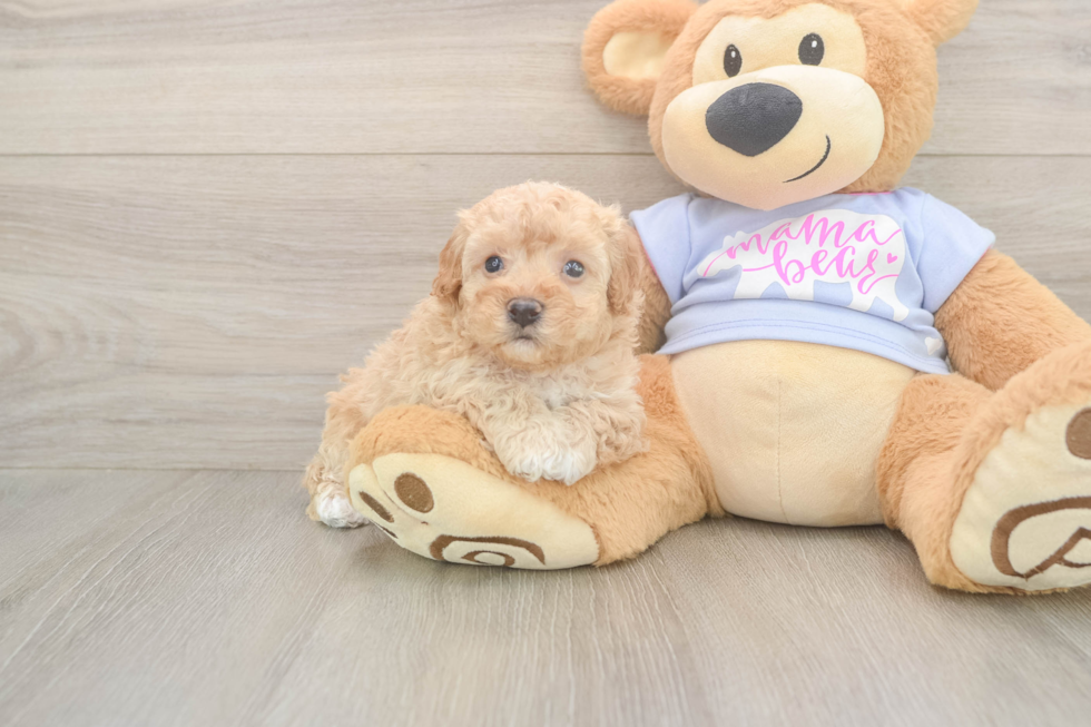 Energetic Moodle Poodle Mix Puppy
