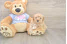 Maltipoo Puppy for Adoption