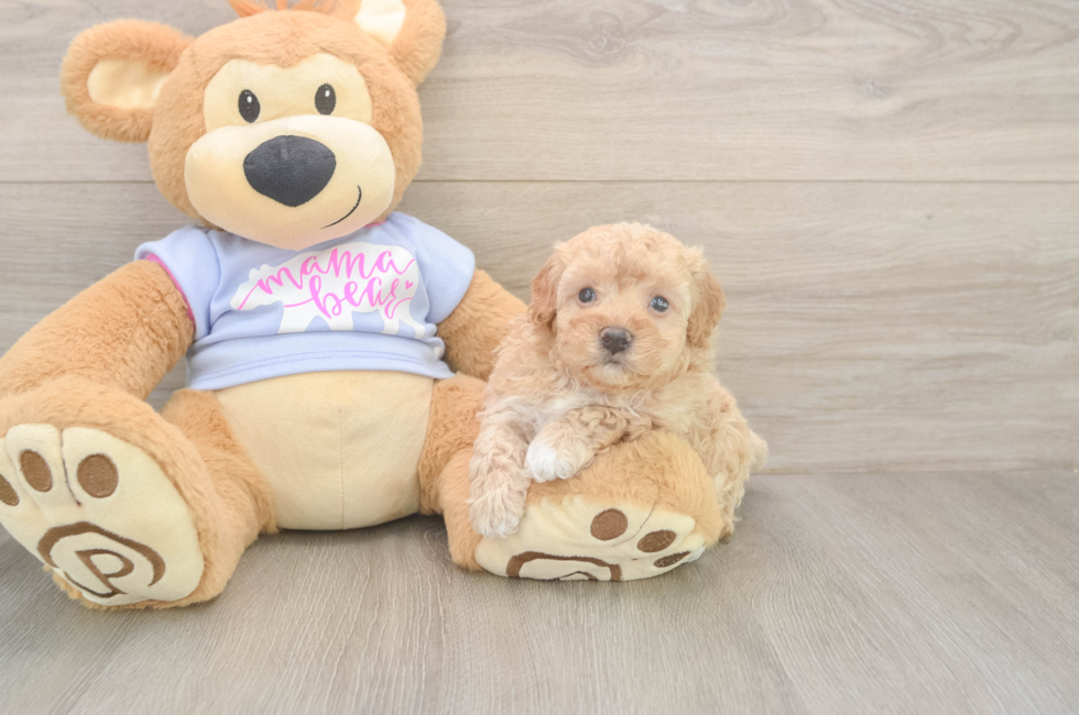 5 week old Maltipoo Puppy For Sale - Florida Fur Babies