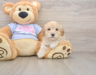 8 week old Maltipoo Puppy For Sale - Florida Fur Babies