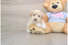 Fluffy Maltipoo Poodle Mix Pup