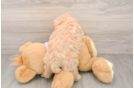 Best Maltipoo Baby
