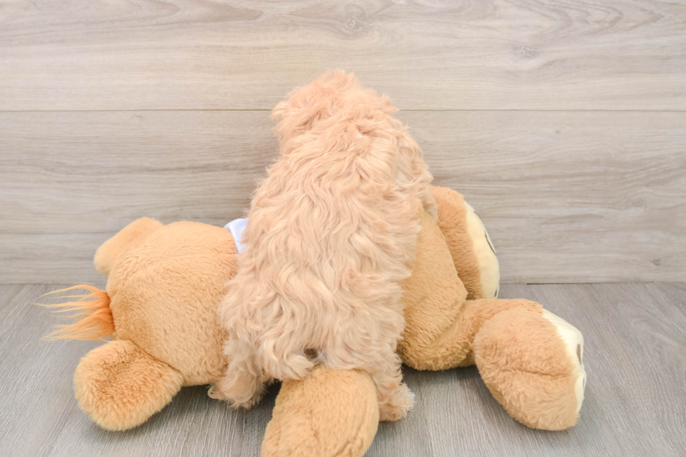 Best Maltipoo Baby