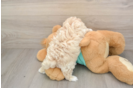 Maltipoo Puppy for Adoption