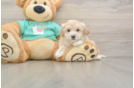 Best Maltipoo Baby