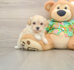 7 week old Maltipoo Puppy For Sale - Florida Fur Babies