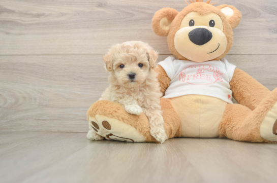 Playful Malt Oodle Poodle Mix Puppy