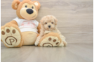 Sweet Maltipoo Baby
