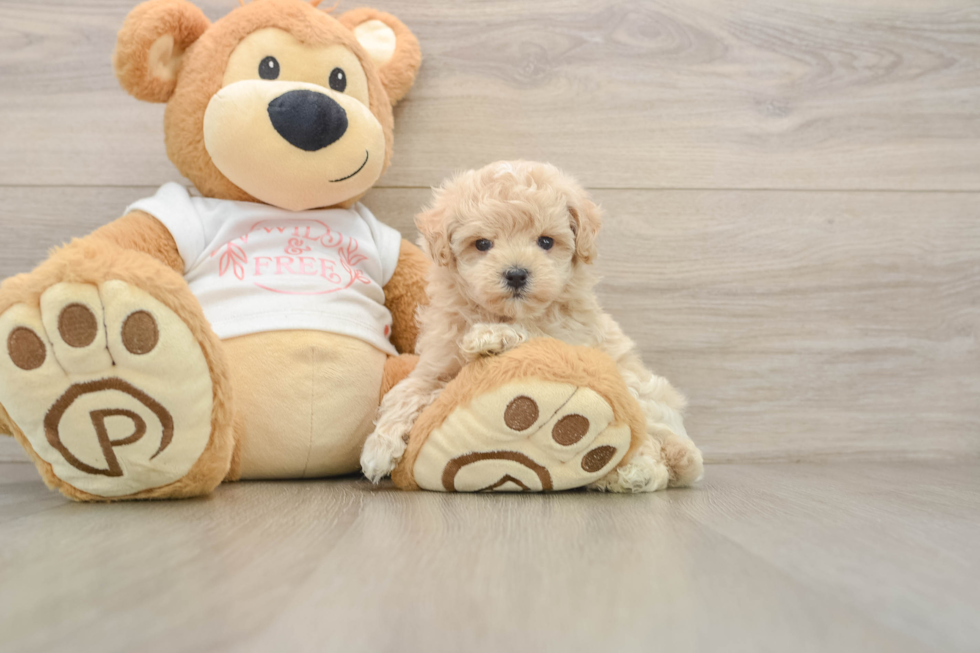 Sweet Maltipoo Baby