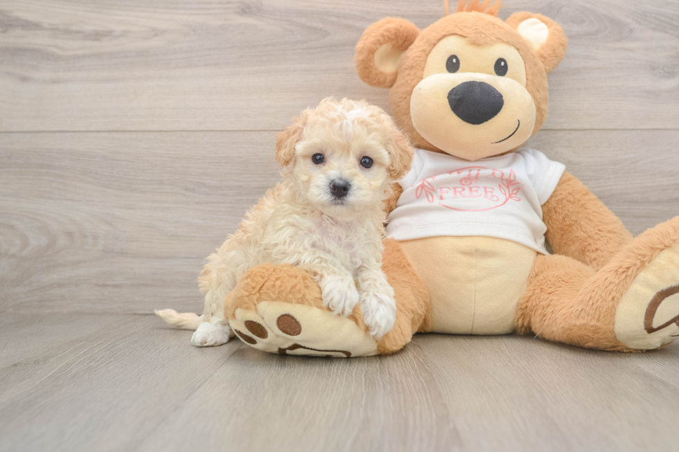 Best Maltipoo Baby