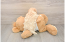 Best Maltipoo Baby