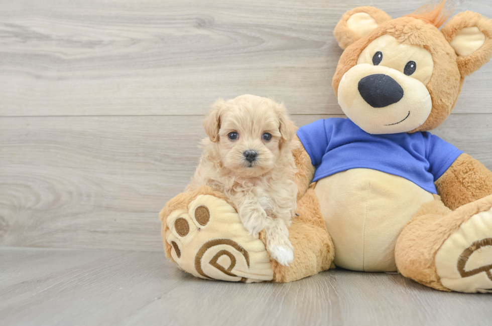 6 week old Maltipoo Puppy For Sale - Florida Fur Babies