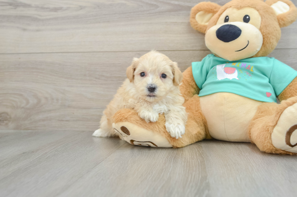 7 week old Maltipoo Puppy For Sale - Florida Fur Babies